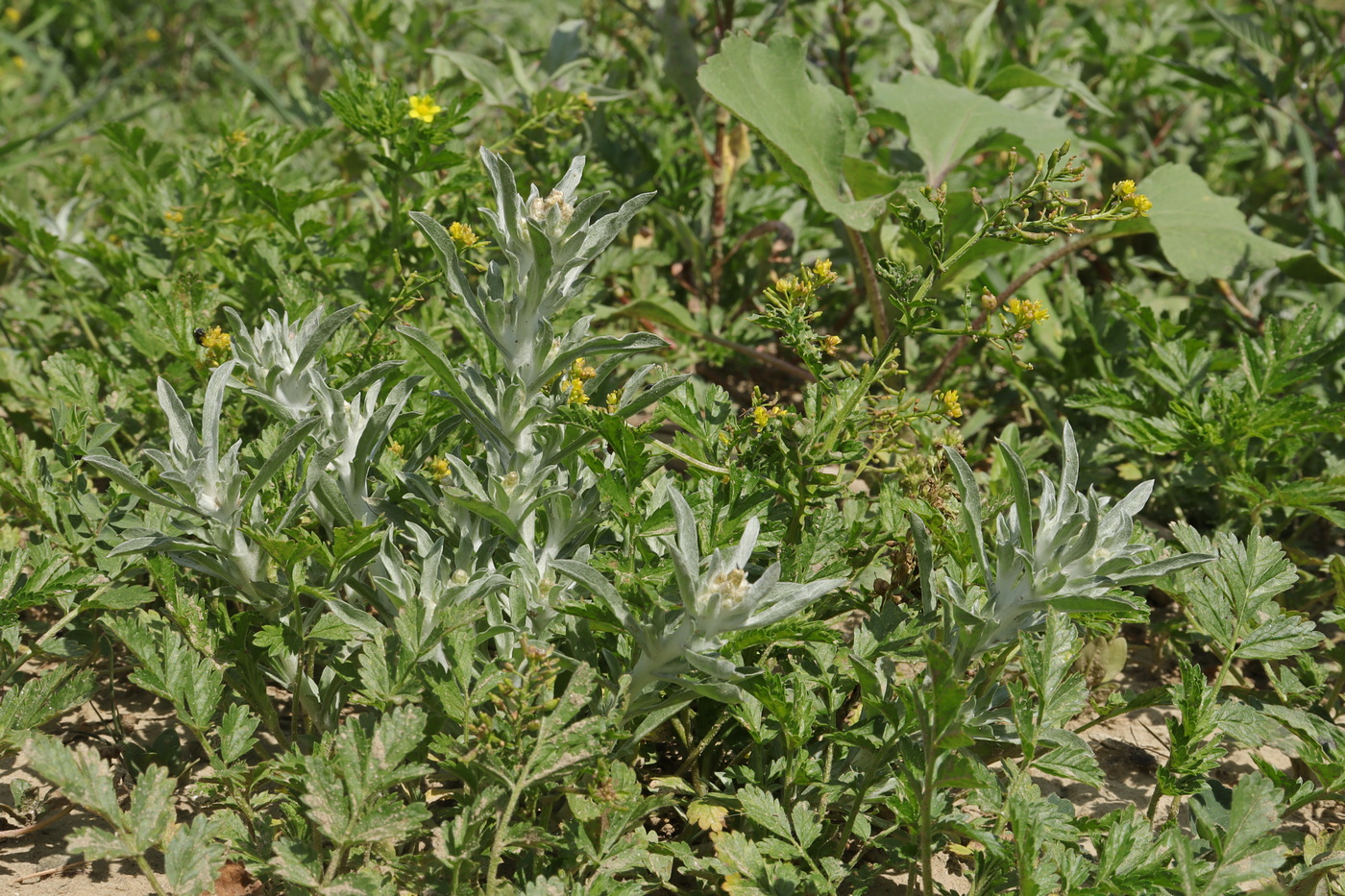 Изображение особи Gnaphalium rossicum.