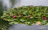 Nymphaea × marliacea