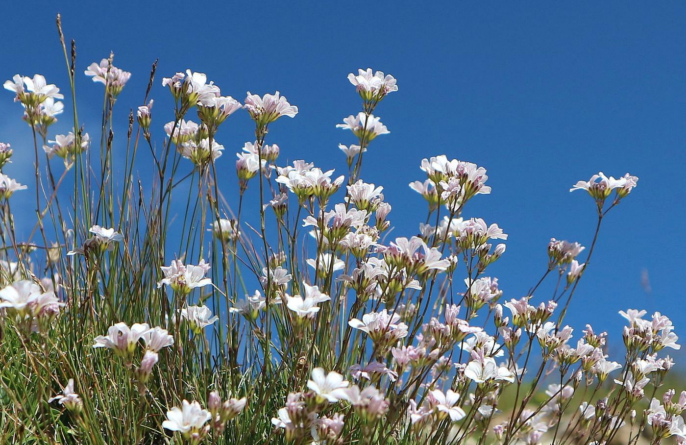 Изображение особи Gypsophila tenuifolia.