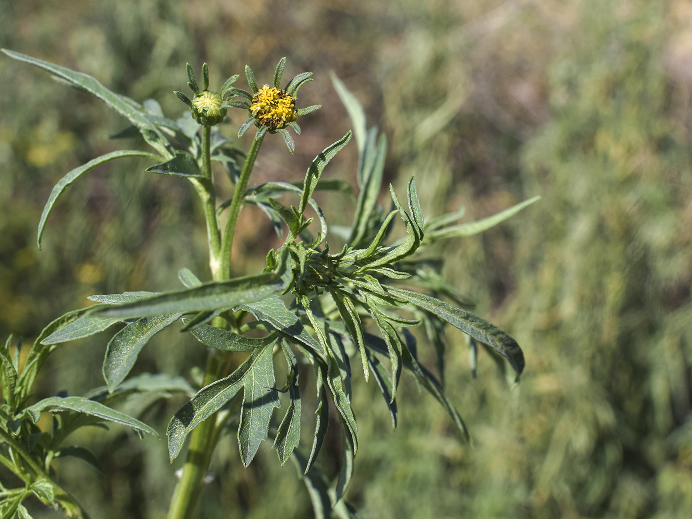 Изображение особи род Bidens.