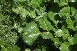 familia Apiaceae