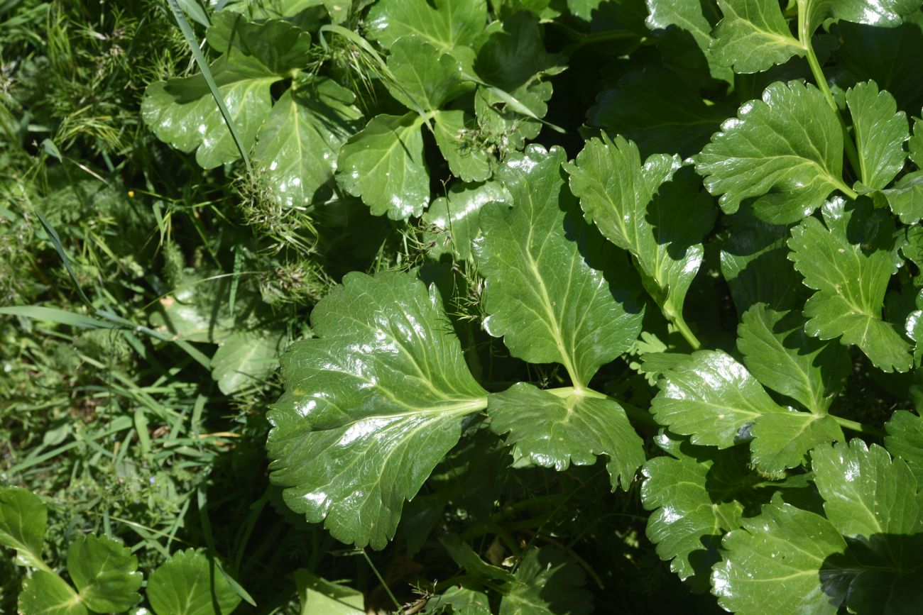 Image of familia Apiaceae specimen.