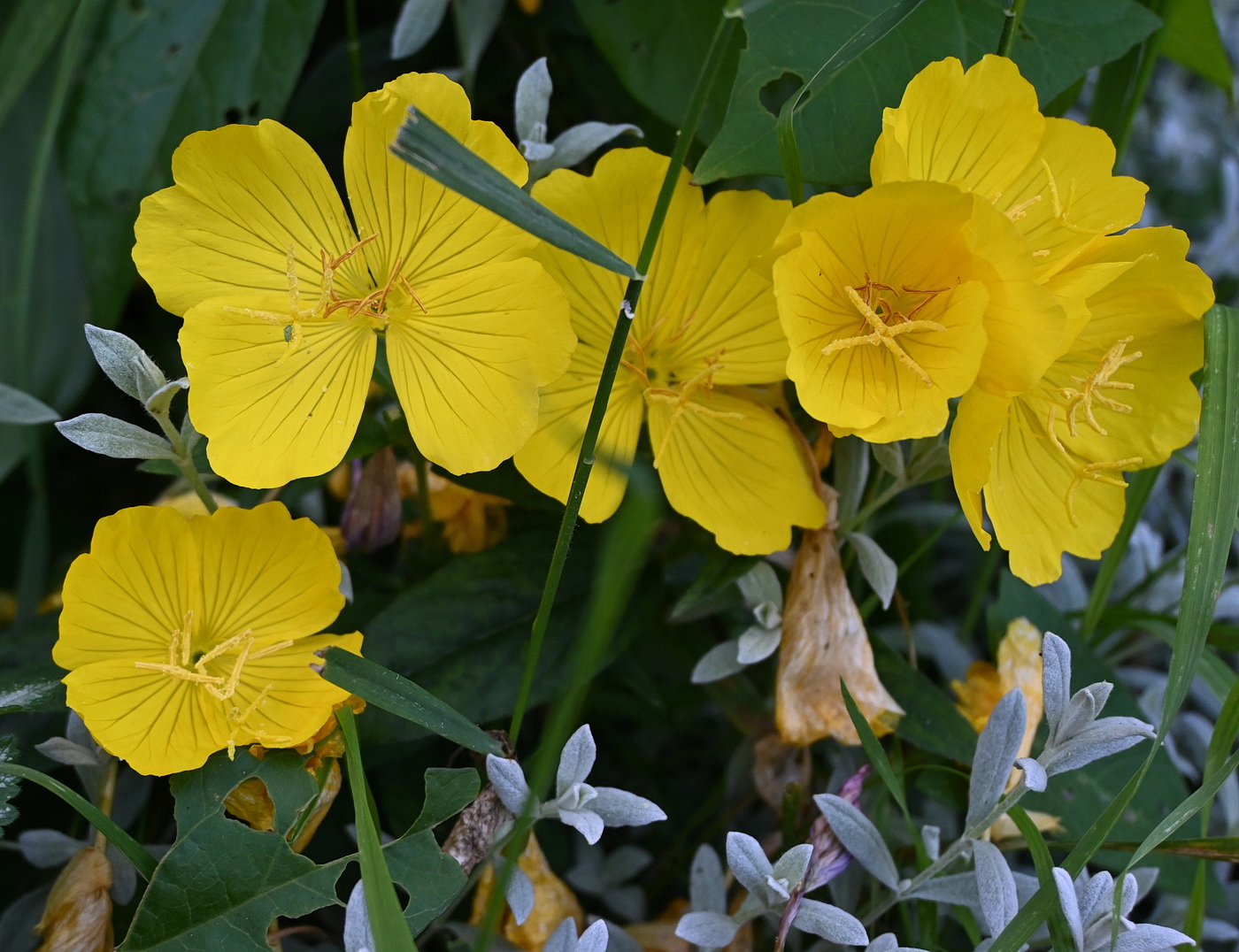 Image of genus Oenothera specimen.