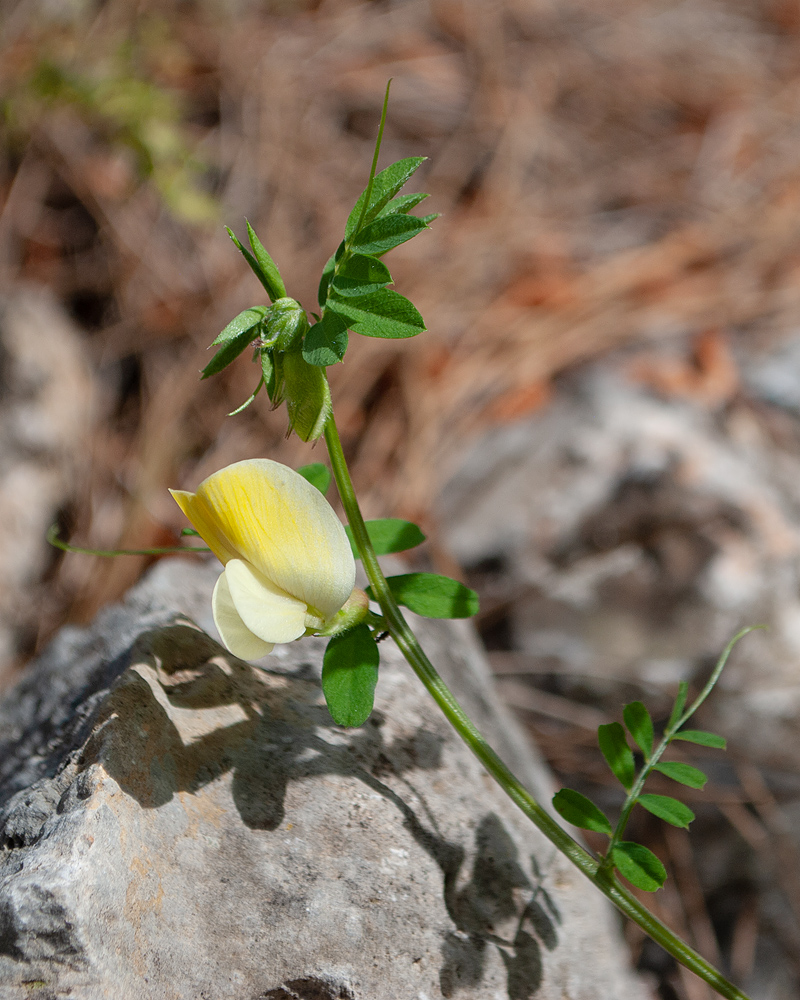 Image of Vicia hybrida specimen.