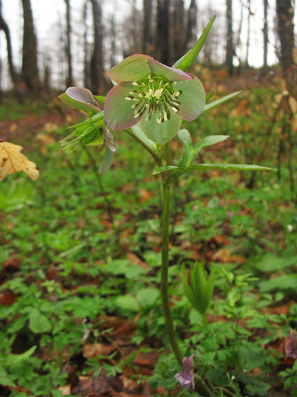 Image of Helleborus purpurascens specimen.