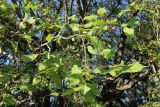 Ulmus laevis