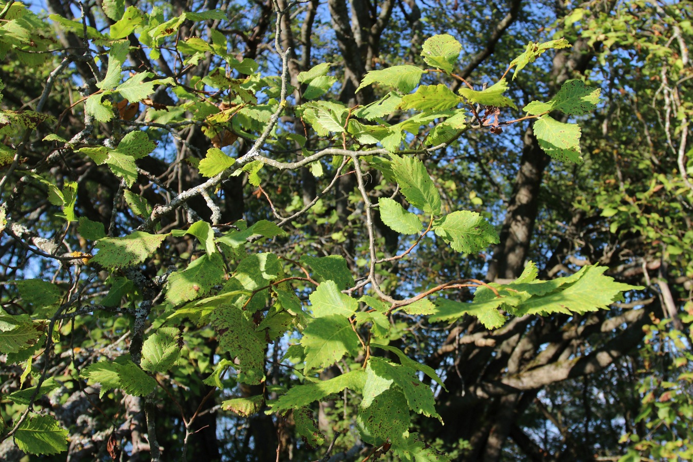 Image of Ulmus laevis specimen.