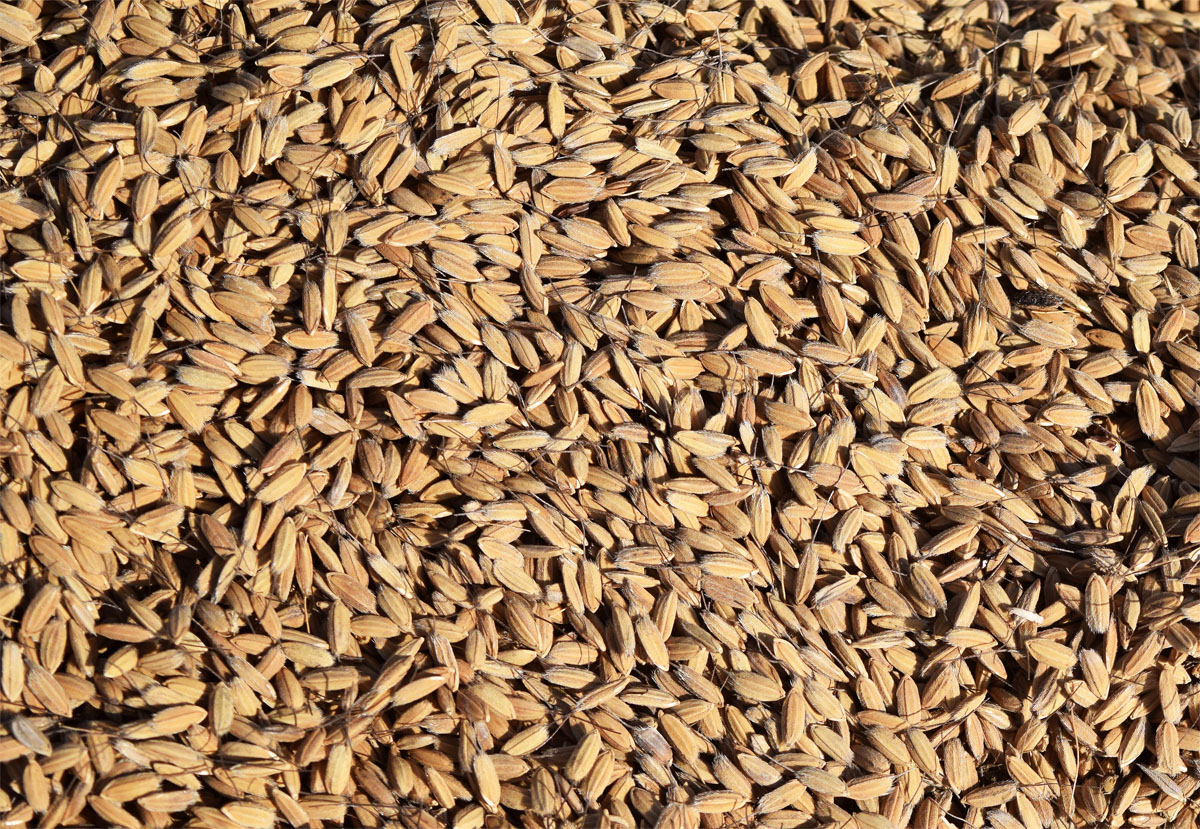 Image of Oryza sativa specimen.