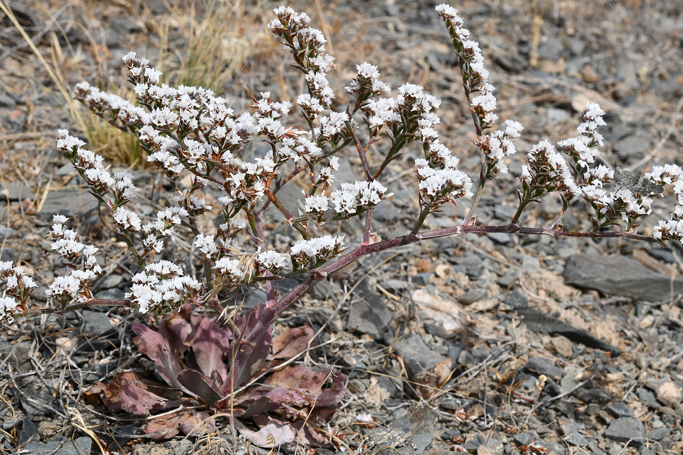 Изображение особи Goniolimon cuspidatum.