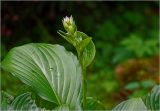 Hosta albomarginata. Формирующееся соцветие и лист с каплей воды. Московская обл., Раменский р-н, окр. дер. Хрипань, садовый участок. 16.07.2025.