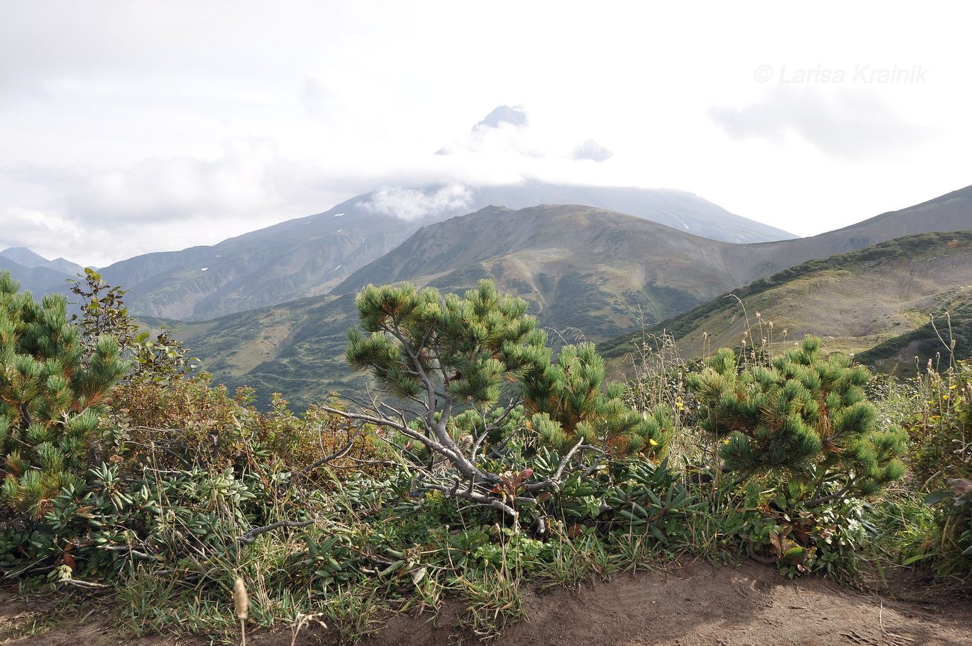 Изображение особи Pinus pumila.