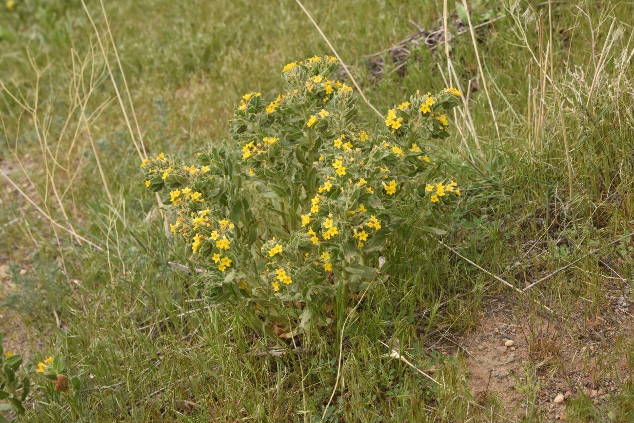 Image of Alkanna orientalis specimen.