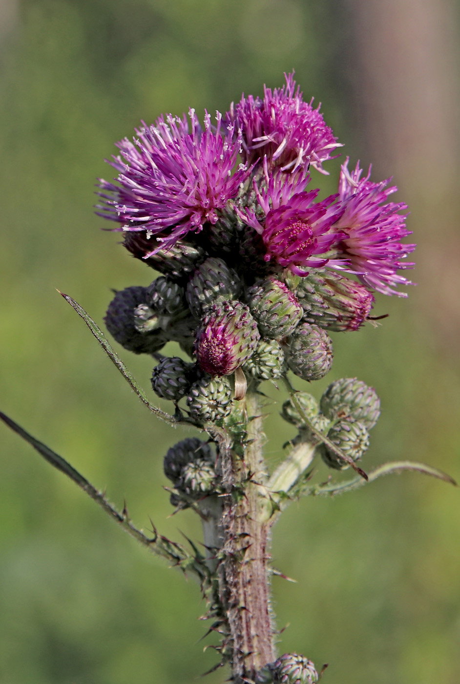 Изображение особи Cirsium palustre.