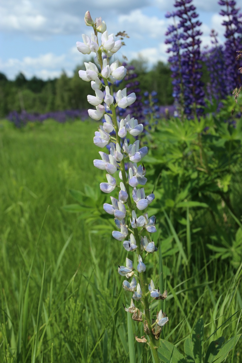 Изображение особи Lupinus polyphyllus.