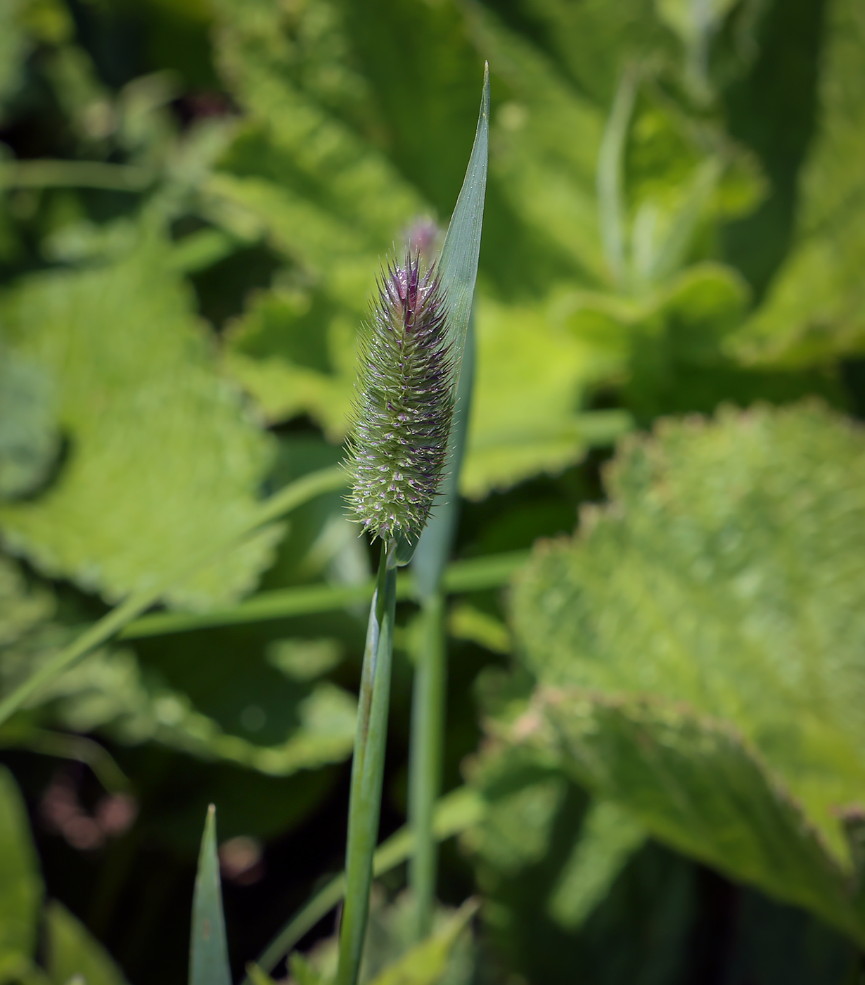 Изображение особи Phleum alpinum.