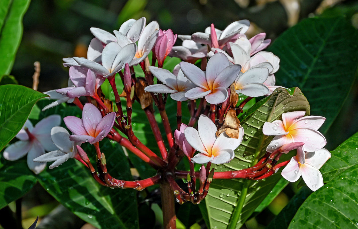 Image of Plumeria rubra specimen.
