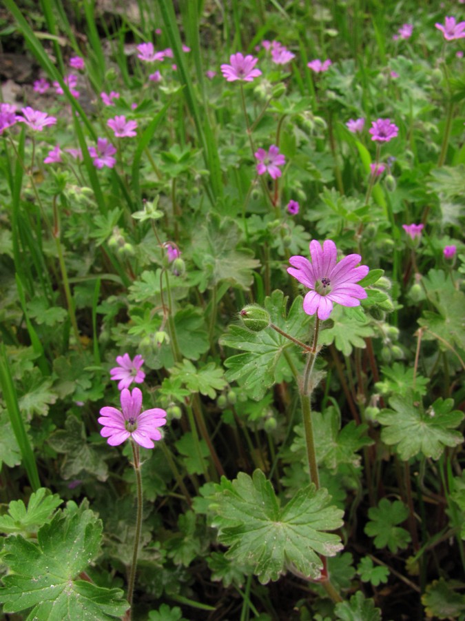 Image of Geranium molle specimen.