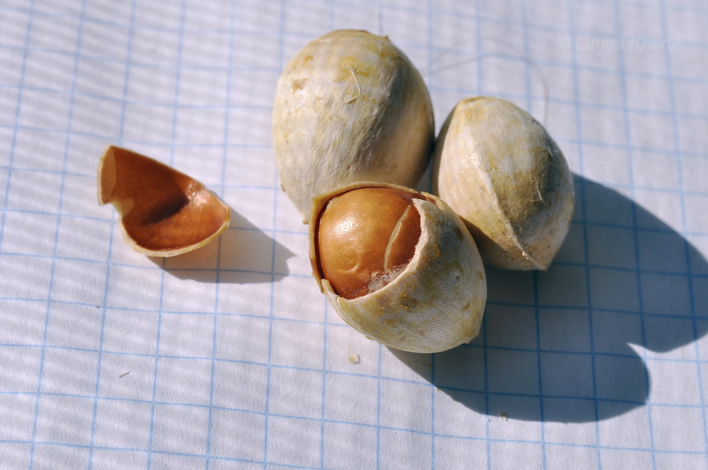 Image of Ginkgo biloba specimen.