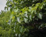 Изображение особи. Автор - Игорь Павлов