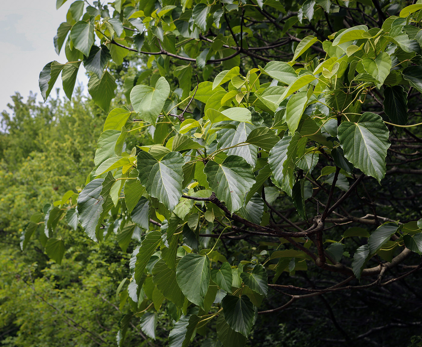 Изображение особи Vernicia fordii.