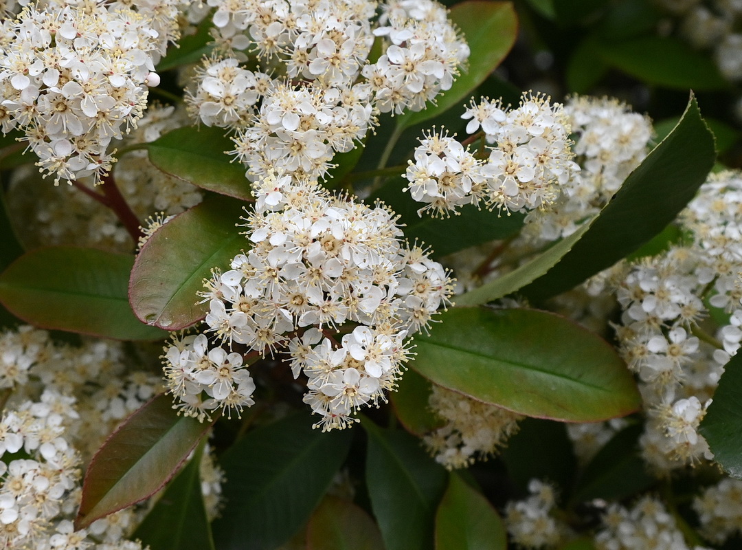 Изображение особи Photinia serratifolia.