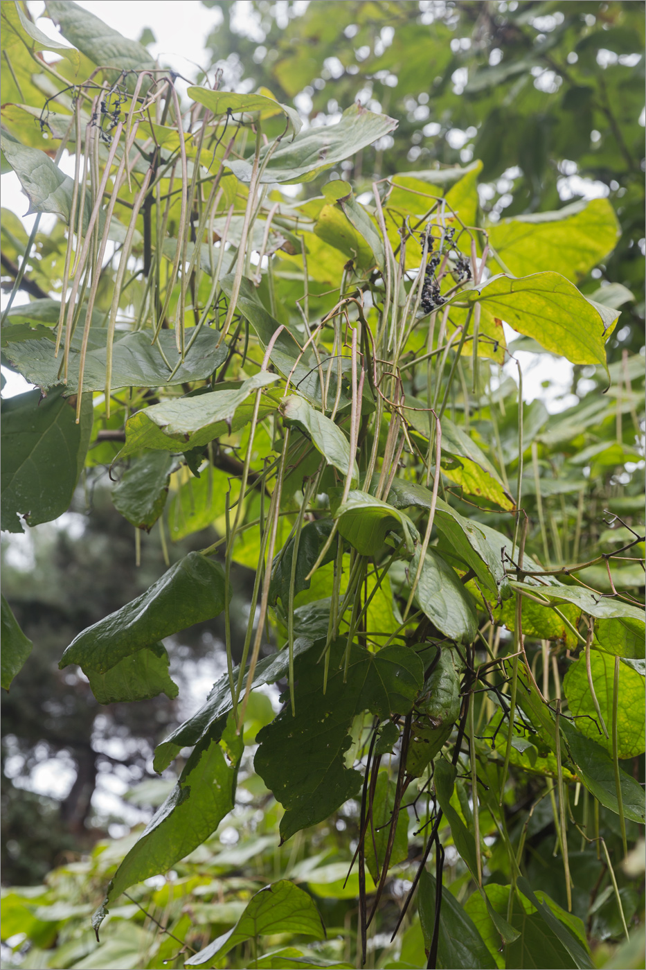 Изображение особи Catalpa bignonioides.