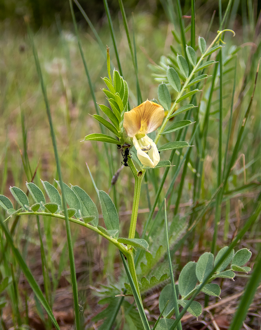 Изображение особи Vicia grandiflora.