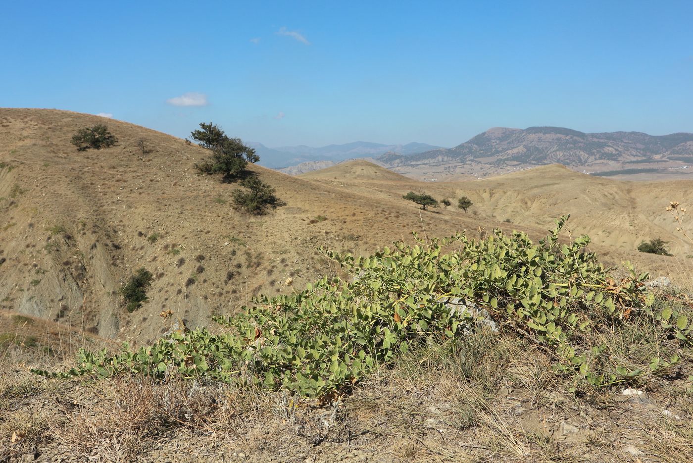 Image of Capparis herbacea specimen.