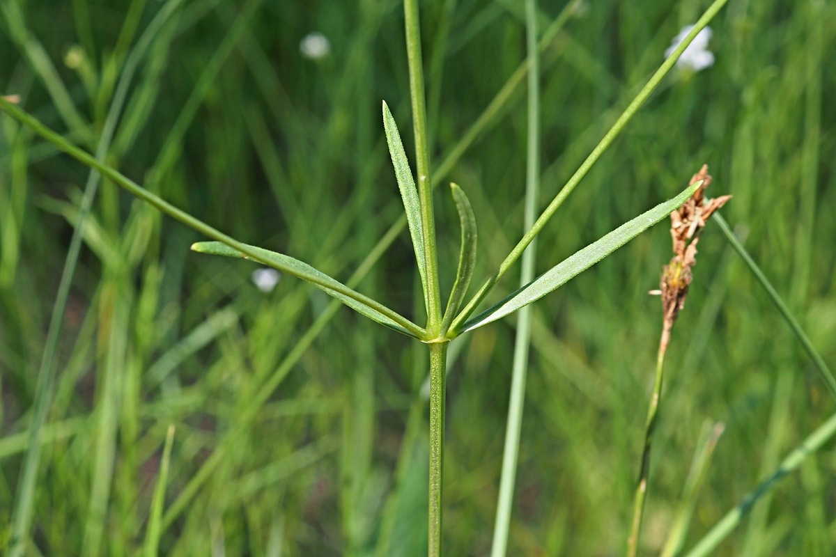 Image of Galium triandrum specimen.