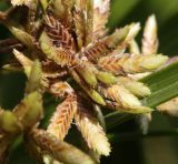 Cyperus involucratus