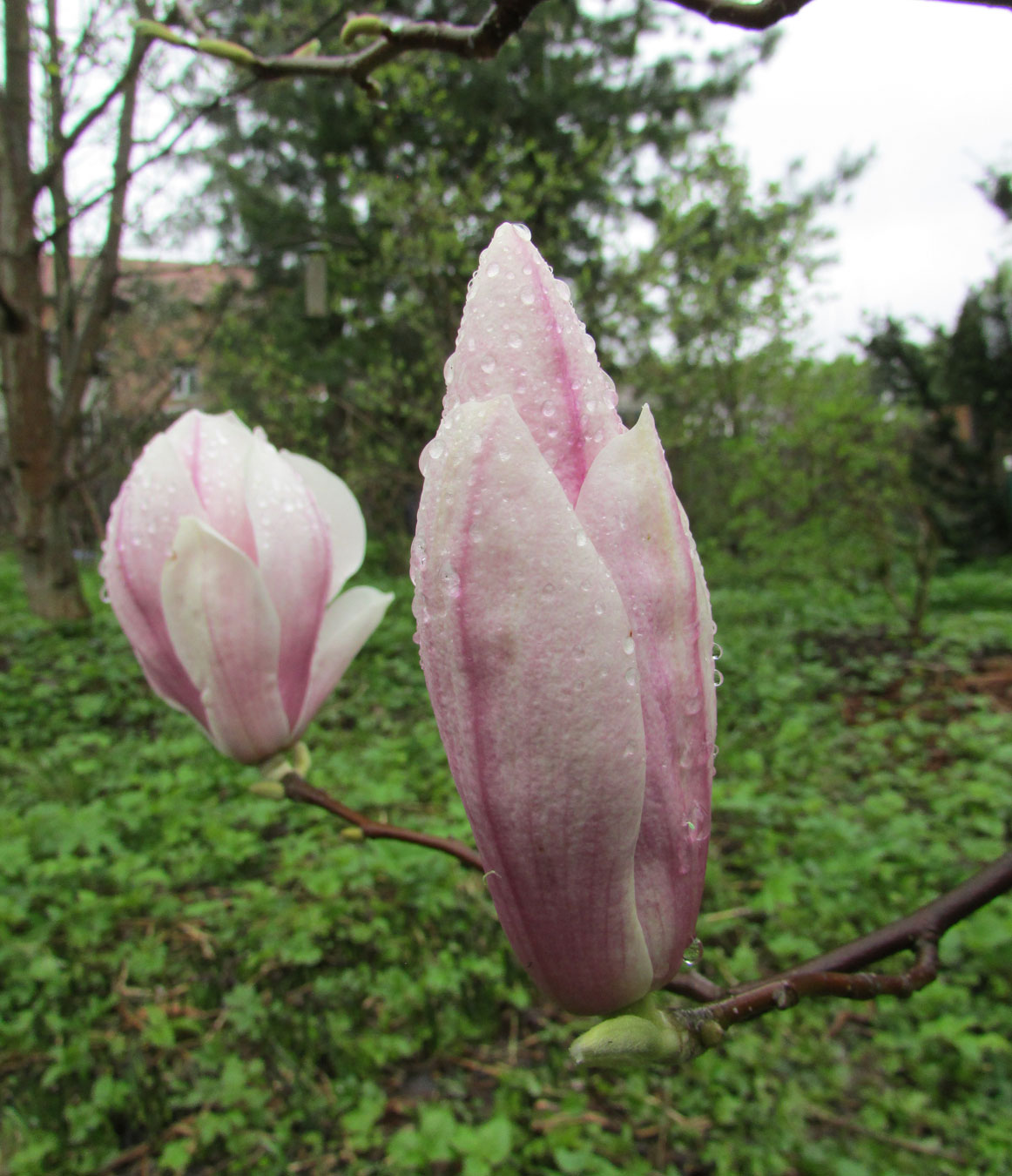 Image of Magnolia × soulangeana specimen.