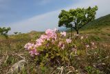Rhododendron schlippenbachii. Цветущее растение. Приморский край, Хасанский р-н, водораздел между бассейнами оз. Малое Мраморное и бухты Калевала, разреженные заросли кустарников с порослью Quercus mongolica. 17.05.2026.