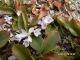 genus Epigaea. Эпигея ползучая. Epigaea repens. В природе. Галифакс 10.05.2016.