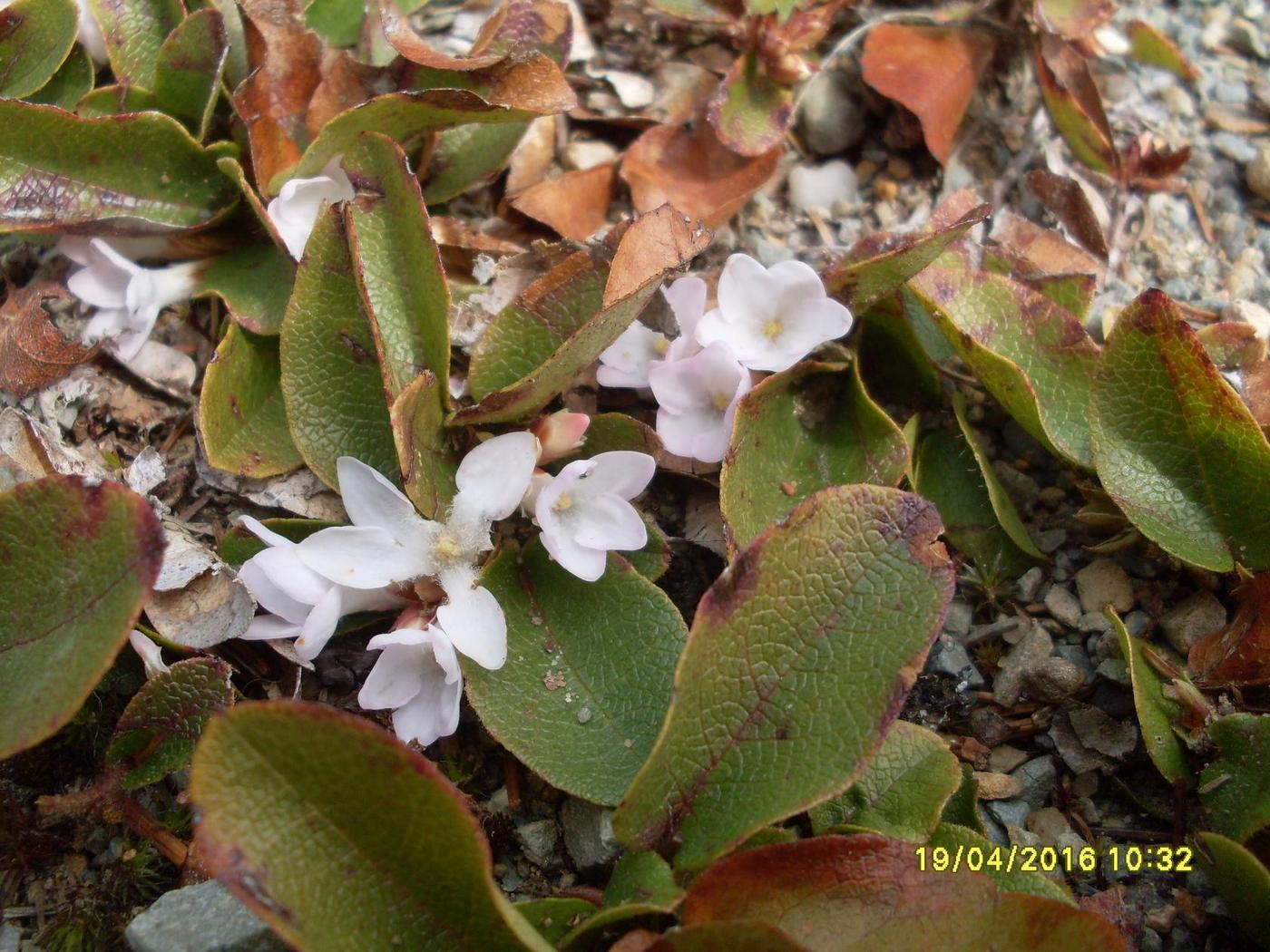 Image of genus Epigaea specimen.