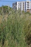 род Phleum