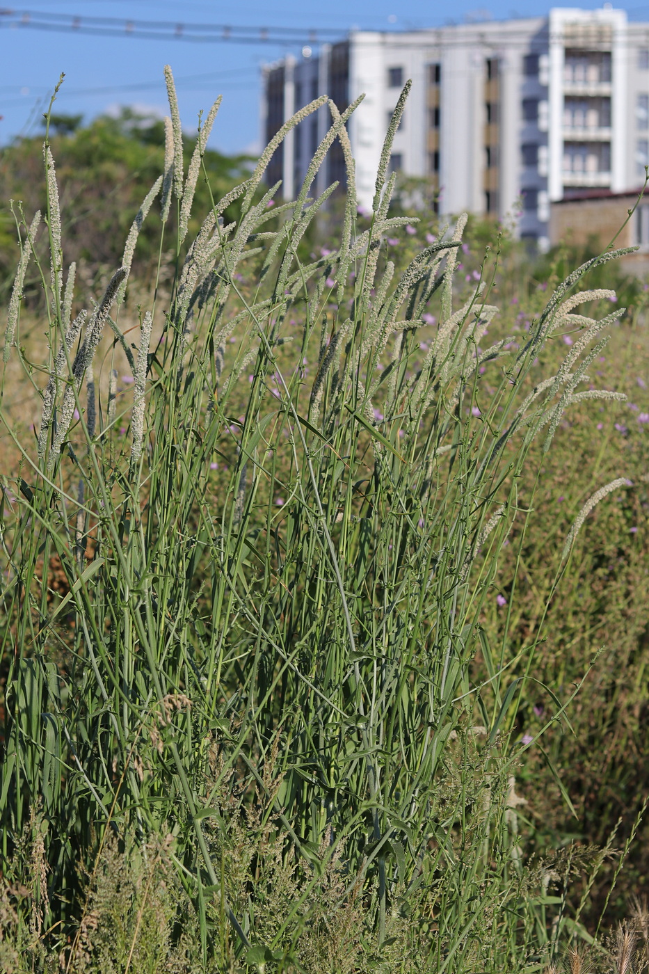 Изображение особи род Phleum.