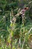 Cirsium arvense. Верхушка побега с соцветиями с кормящейся бабочкой Vanessa atalanta и др. насекомыми. насекомыми. Беларусь, Брестская обл., Каменецкий р-н, окр. дер. Верховичи, пруд Сипурка, на песчаном берегу. 01.07.2026.