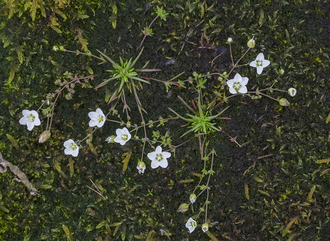 Image of Sagina nodosa specimen.