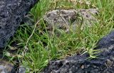 Stenotaphrum secundatum. Цветущие и плодоносящие растения. Португалия, Азорские о-ва, о-в Сан-Мигел, р-н Агуа-де-Пау, каменистый пляж. 14.08.2025.