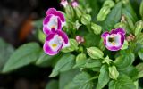 Torenia fournieri. Верхушки побегов с цветками и завязавшимися плодами. Китай, г. Шанхай, в культуре. 26.05.2025.