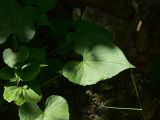 Valeriana alliariifolia. Лист. Турция, ил Артвин, р-н Юсуфели, 250 м ниже дер. Гюльпынар, выс. 1500 м н.у.м., у скалы. 13 июня 2026 г.