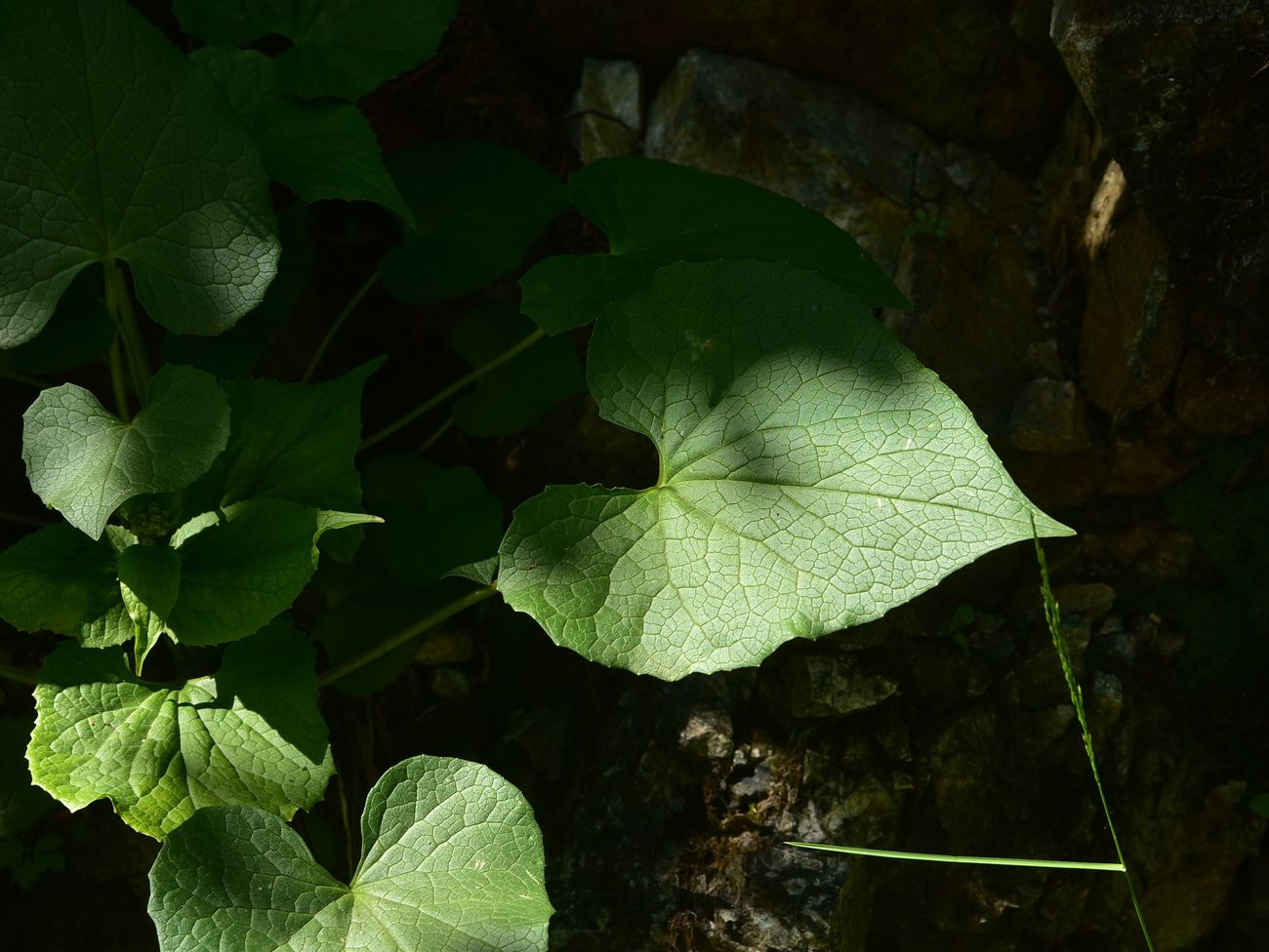 Image of Valeriana alliariifolia specimen.