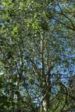 Populus tremula. Части крон взрослых деревьев. Беларусь, Витебская обл., окр. дер. Местечко, побережье оз. Езерище, лиственный лес. 18.07.2026.