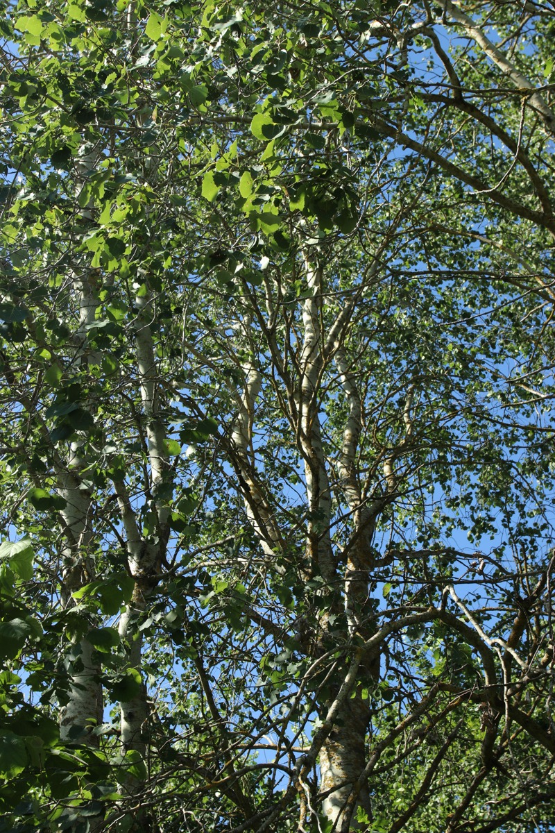 Image of Populus tremula specimen.