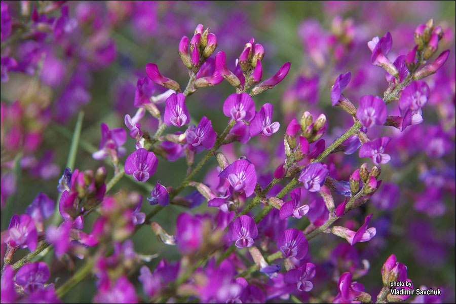 Изображение особи Astragalus tauricus.