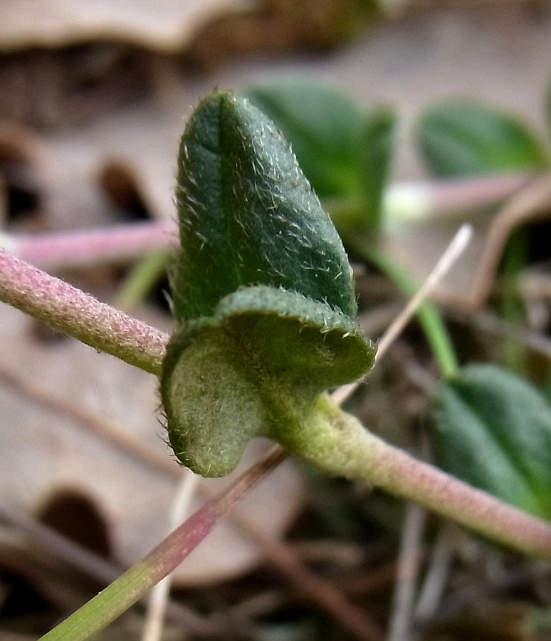 Image of Helianthemum canum specimen.