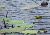 Nelumbo caspica