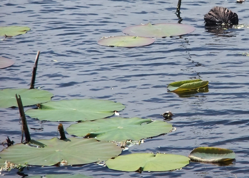 Image of Nelumbo caspica specimen.