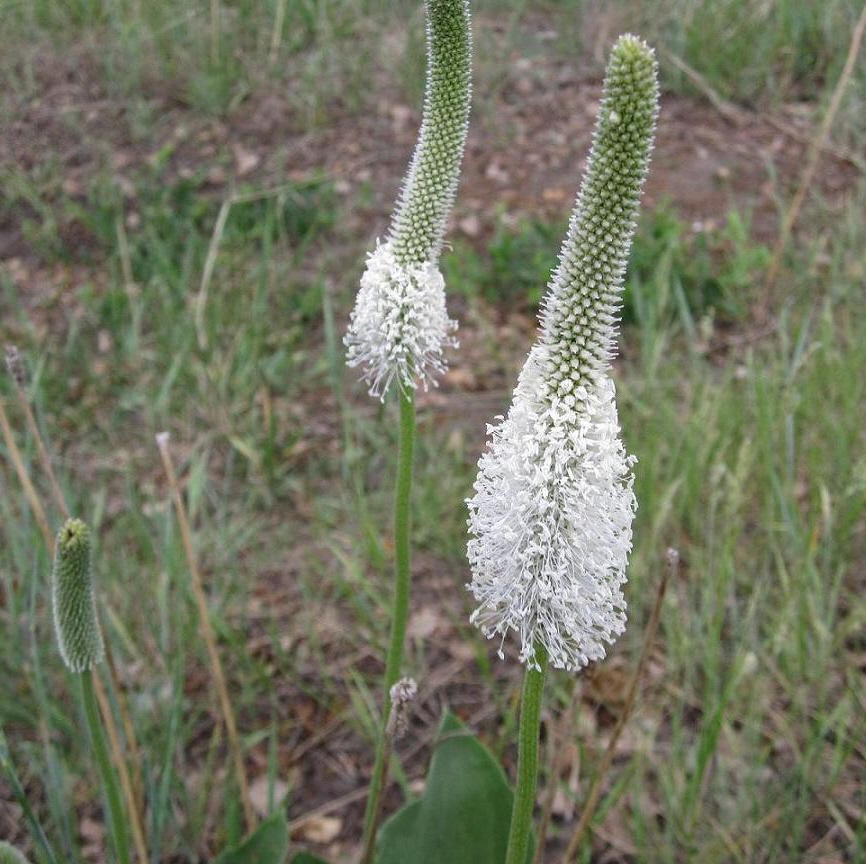 Image of Plantago maxima specimen.