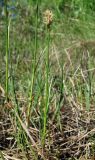 Carex chordorrhiza